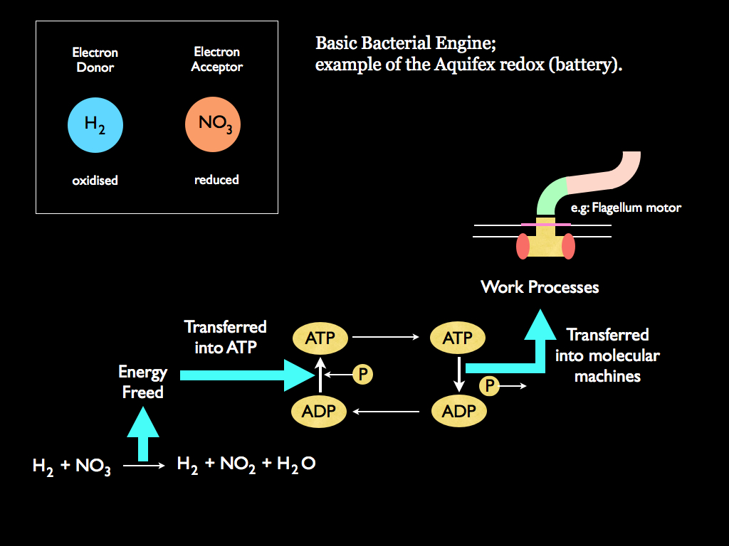 The Cell as an Engine