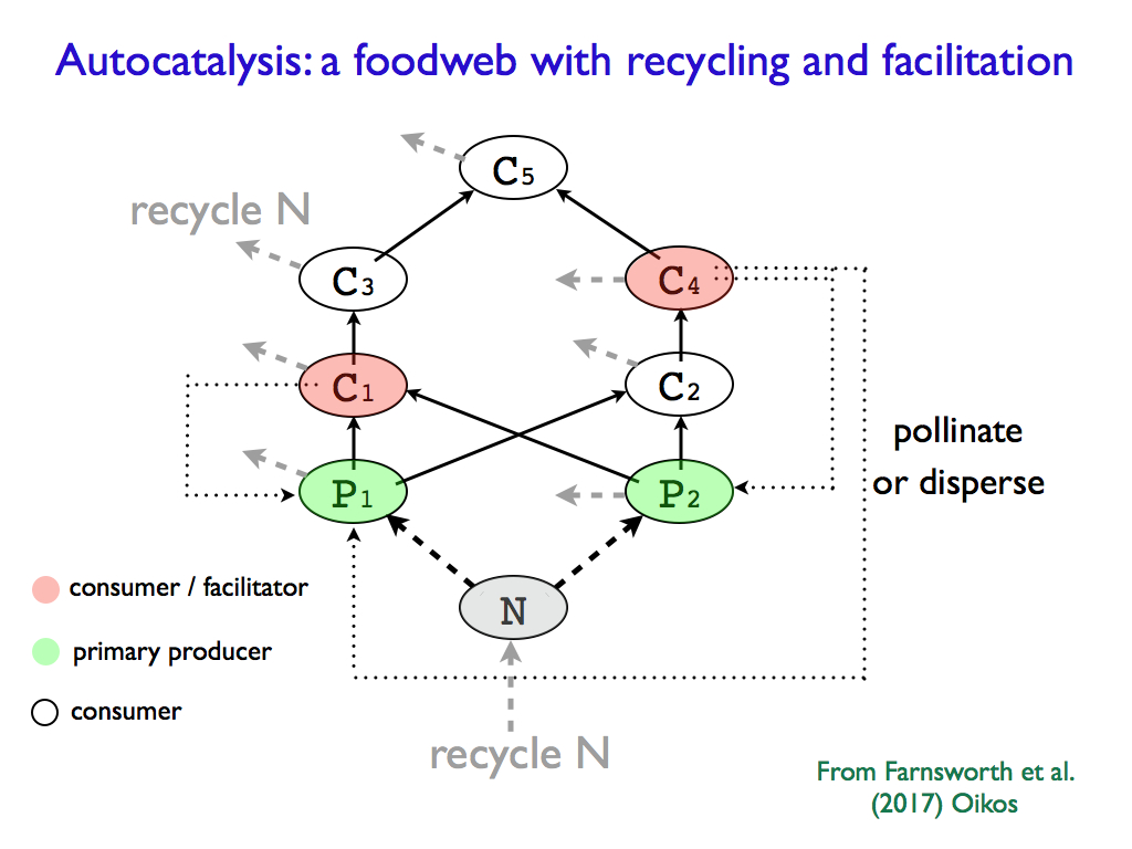 autocatalytic ecosystem
