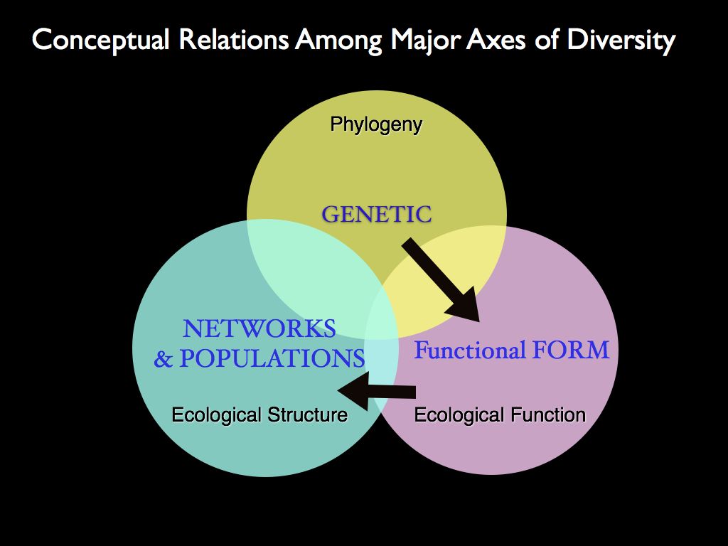 conceptual relations among diversity measures