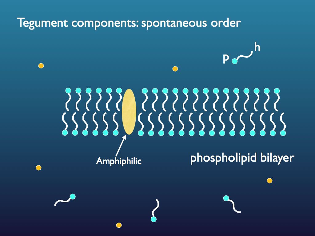 lipid-based tegument